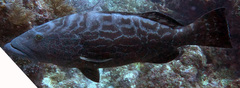 Mycteroperca bonaci