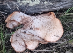 Neolentinus lepideus