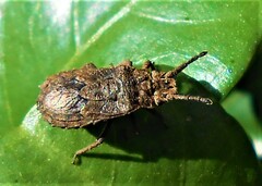 Eumenotes