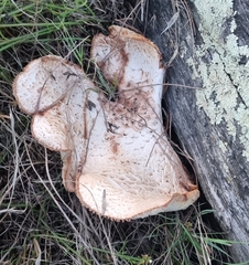 Neolentinus lepideus