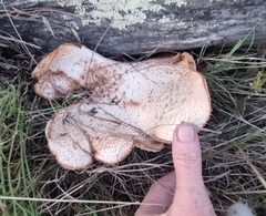 Neolentinus lepideus