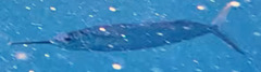 Hemiramphus brasiliensis