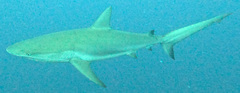 Carcharhinus perezii