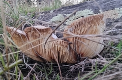 Neolentinus lepideus
