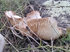 Neolentinus lepideus