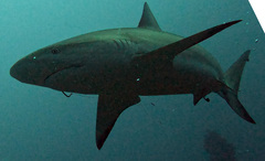 Carcharhinus perezii