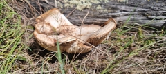 Neolentinus lepideus