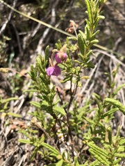 Thomasia petalocalyx