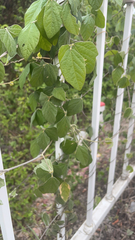 Macroptilium atropurpureum