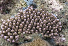 Acropora gemmifera