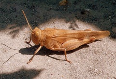 Oedipoda caerulescens