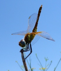 Sympetrum fonscolombii