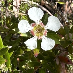 Leptospermum trinervium