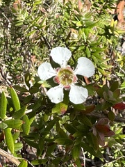 Leptospermum trinervium