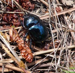 Trypocopris pyrenaeus