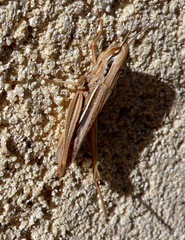Euchorthippus elegantulus