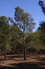 Pinus halepensis