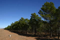Pinus halepensis