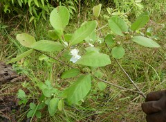 Psidium guineense