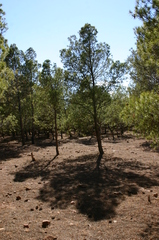 Pinus halepensis
