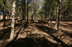 Pinus halepensis