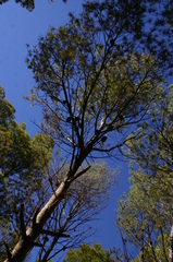 Pinus halepensis