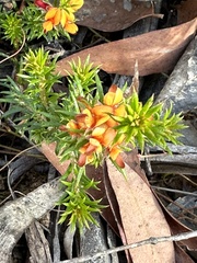 Dillwynia phylicoides