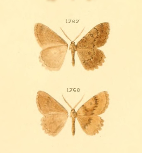 Genus Gnophos · iNaturalist