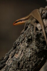 Trachylepis wahlbergii
