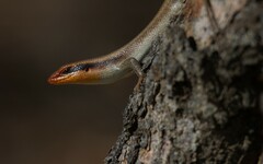 Trachylepis wahlbergii