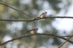 Estrilda nonnula nonnula