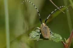 Agapanthia villosoviridescens