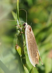 Palaeosia bicosta