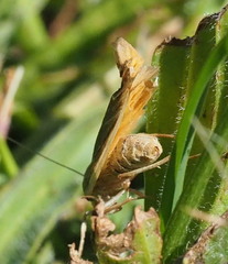 Palaeosia bicosta