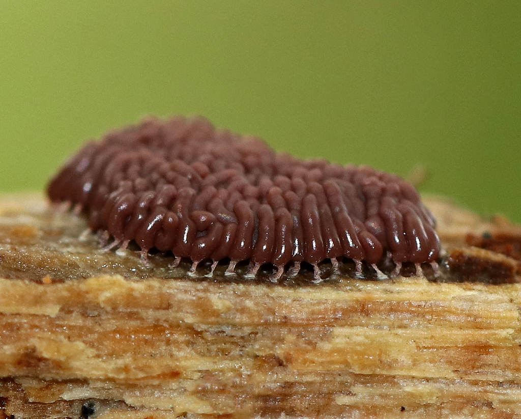 Arcyria stipata