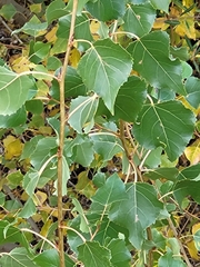 Populus nigra