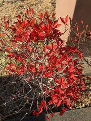 Enkianthus perulatus
