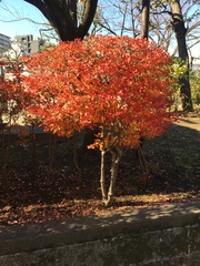 Enkianthus perulatus