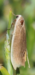 Palaeosia bicosta