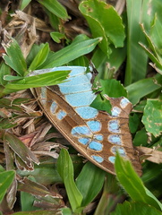 Graphium eurypylus
