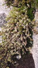 Hedwigia emodica