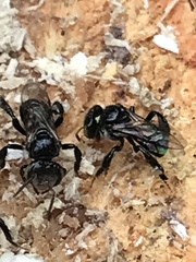 Tetragonula