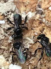 Tetragonula