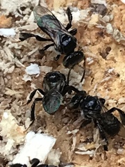Tetragonula