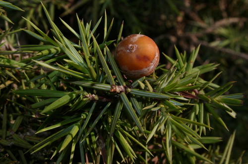 Juniperus oxycedrus image