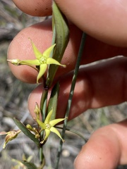 Vincetoxicum carnosum