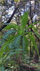 Sonchus hierrensis