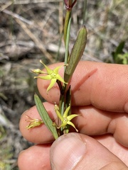 Vincetoxicum carnosum