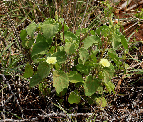 Image of Pavonia burchellii by (c) Wynand Uys, some rights reserved (CC BY)