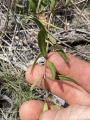 Vincetoxicum carnosum